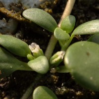 Peplidium maritimum (L.f.) Asch.